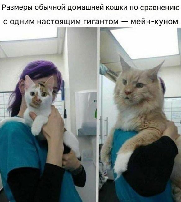 К котовторнику: подборка картинок-баянов с котиками и про котиков. Выпуск 42.