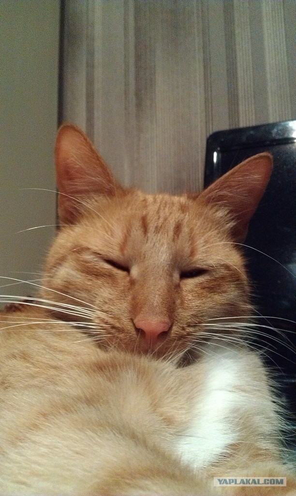 Котовторник 8.10.2013