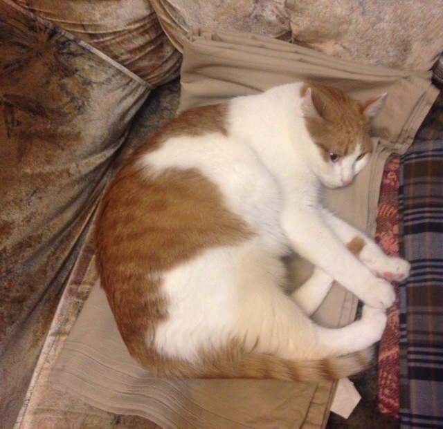 Котовторник  10.12.2013