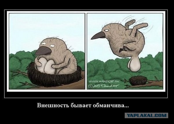 Не совсем удачные фотографии животных