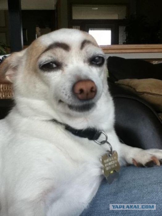 Не совсем удачные фотографии животных