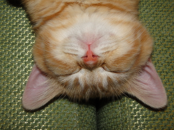 Котовторник 27.5.2014