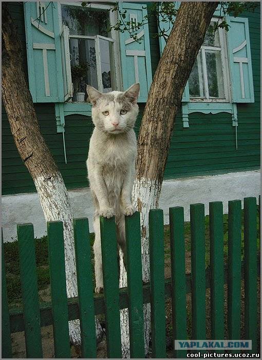 Грустный кот