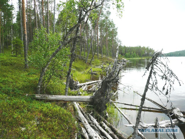 Две недели на Иовском водохранилище. Соколозеро.