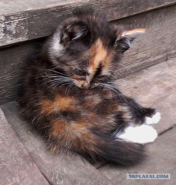 Котенок в хорошие руки