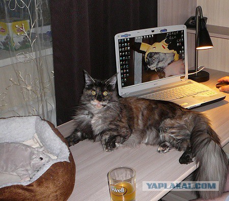 Котовторник 02.09.2014