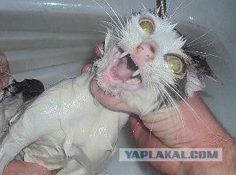 Плюсомет со шпалометом