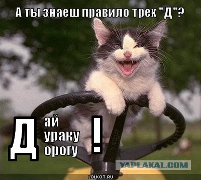 Наглый водятел.