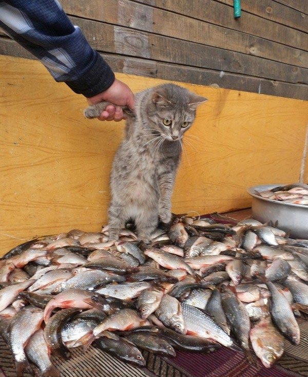 Известные котомемы.