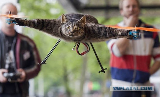В Аэропорту Внуково гуляет Амурский Тигр