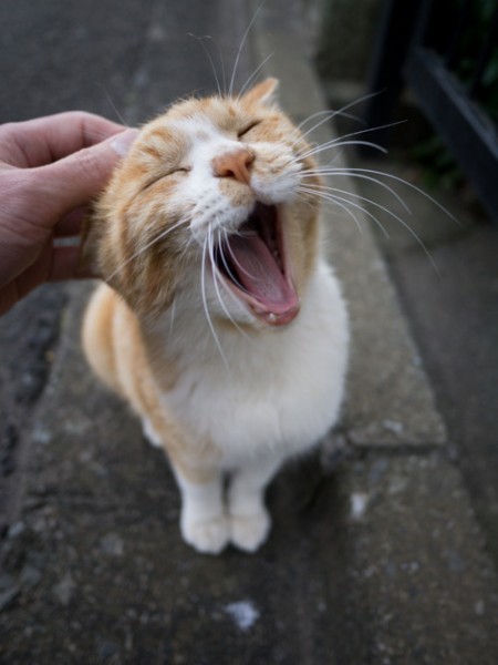 Котэподборка