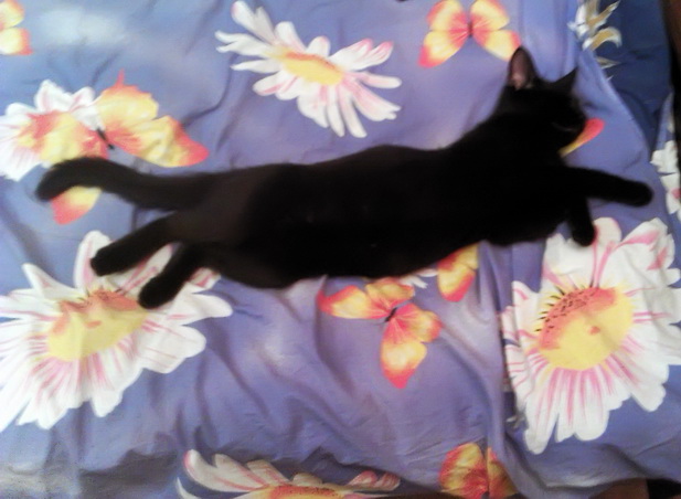 Котовторник