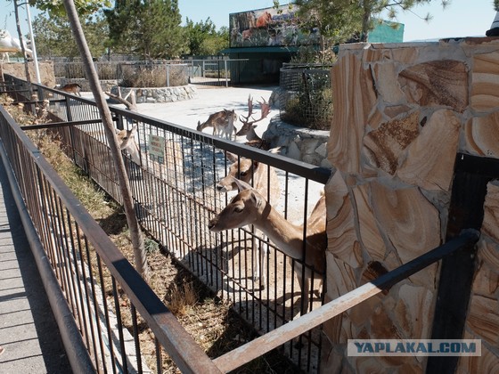 Парк львов Тайган, Крым