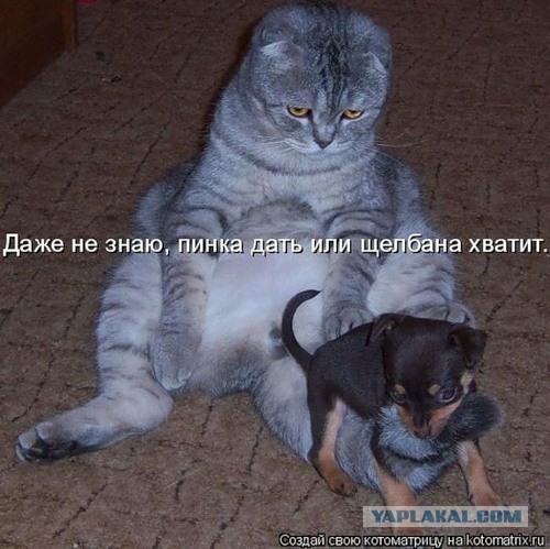 Жена завела сторожа на дачу
