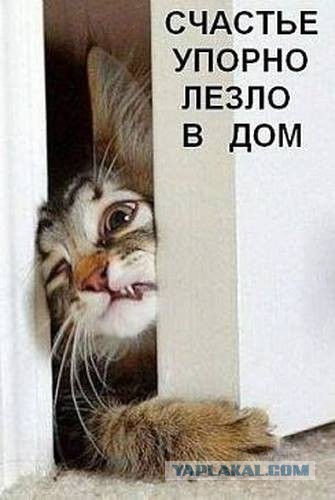 Котовторник