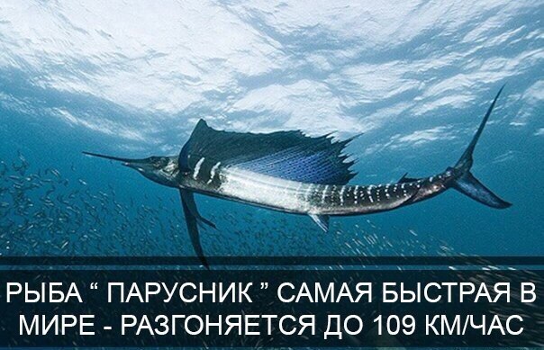 Подборка картинок из сети