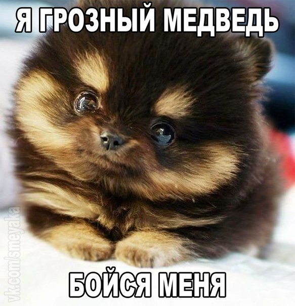 Веселые картинки