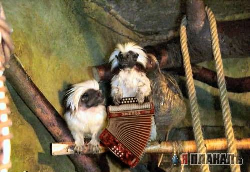 БАЯН. Уголок баяниста, все про баяны, картинки