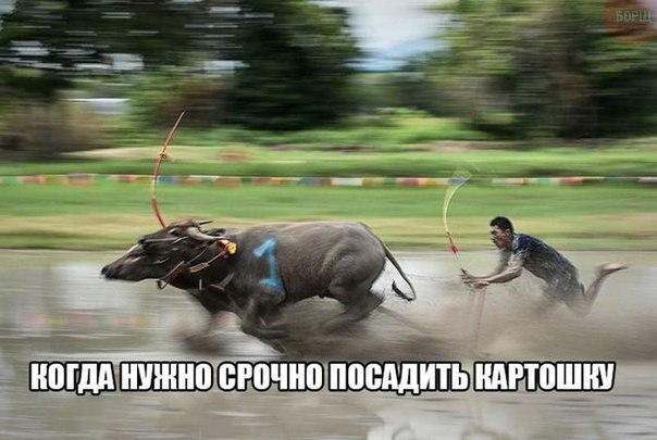 Картинки, демотиваторы и прочие приколы с просторов необъятного