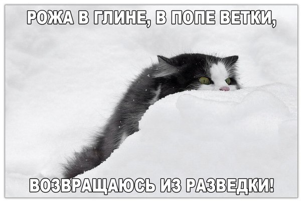 Мохнатые беспредельщики