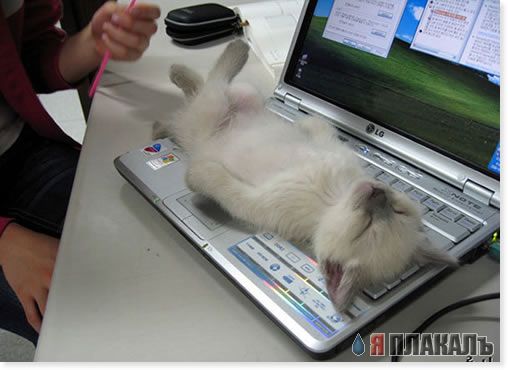 Народный котомет на фторинег