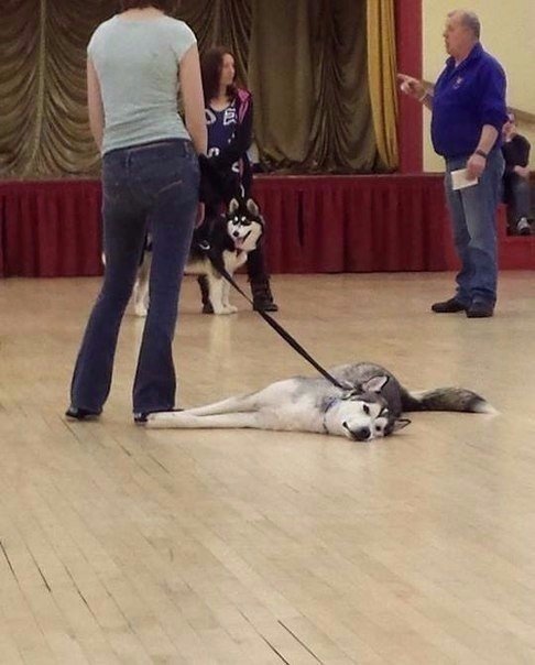 Мохнатые беспредельщики