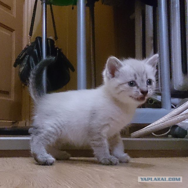 Котовторник. Алиса. Одно из лучших творений природы.