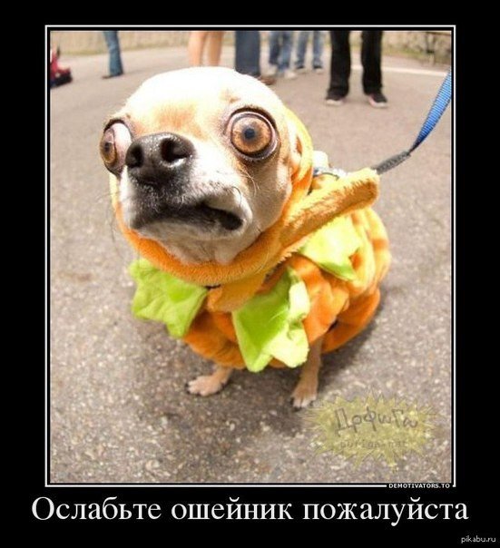Прикольные животные