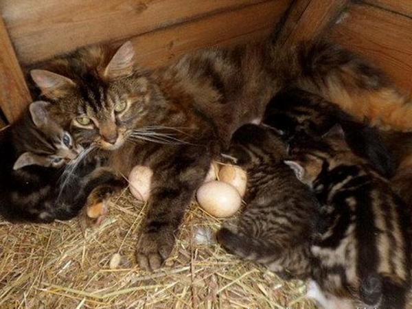 Коты из сети