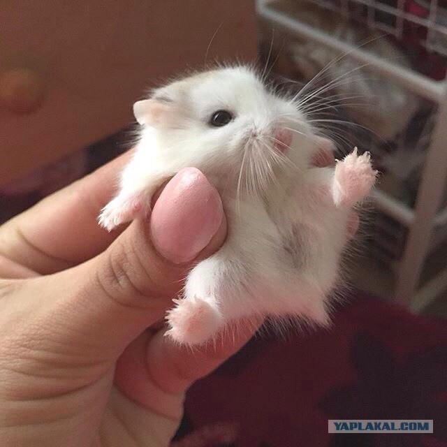 Картинки из инета
