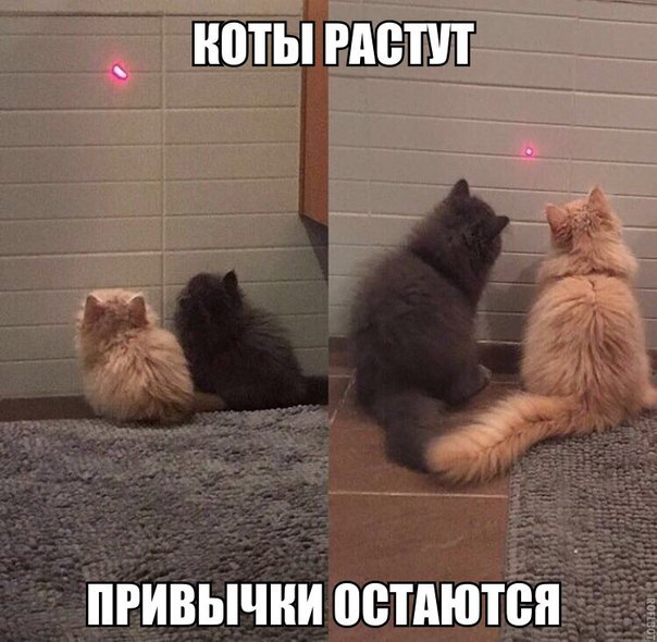 Коты и Кошки