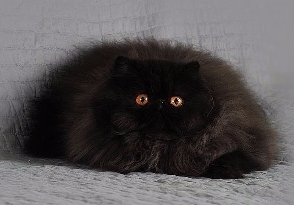 Коты и Кошки