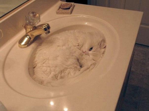 Коты и Кошки