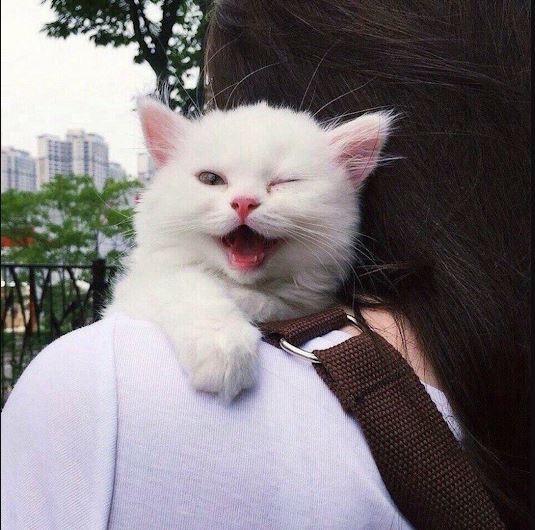 Прикольных котов пост