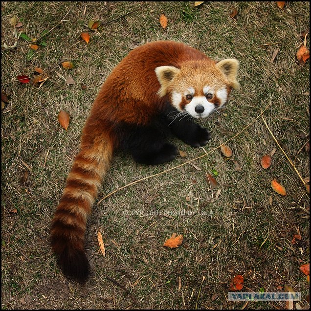 Малая (красная) панда (8 фото)