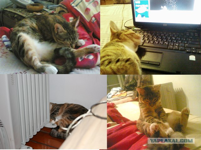 Котоленивец