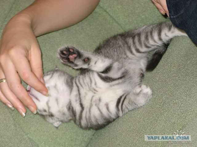 Котовторник?