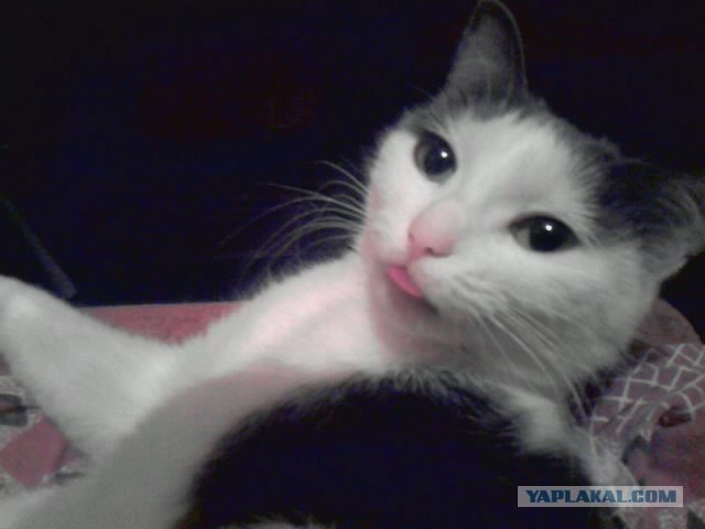 Котовторник 22.11.11