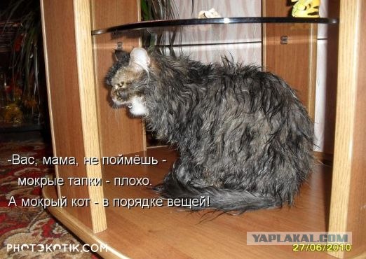 Котовторник 22.01.2013