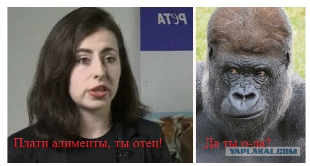 Животный активист утверждает, что забеременела от гориллы чтобы сохранить вид