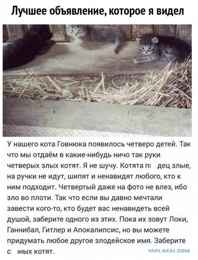 Фотки и картинки: юморные и красивые, забавные и милые 15.10.20