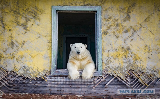 У заброшенной метеорологической станции в Чукотском море появились новые хозяева — полярные медведи