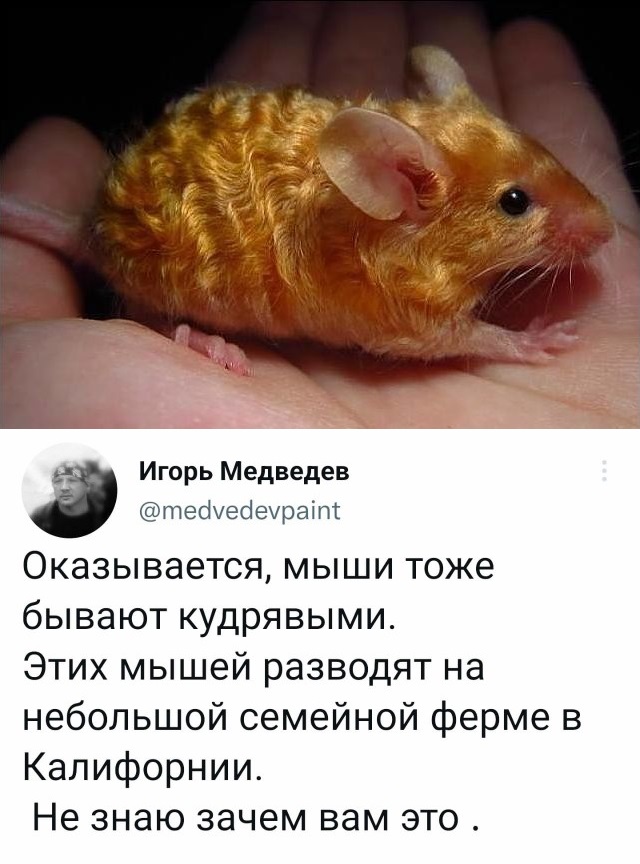 Весёлый полтишок 02.11.22