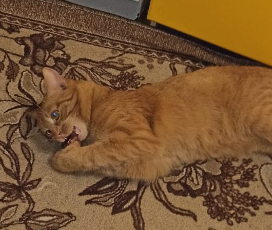 Коты белые, 12 литров