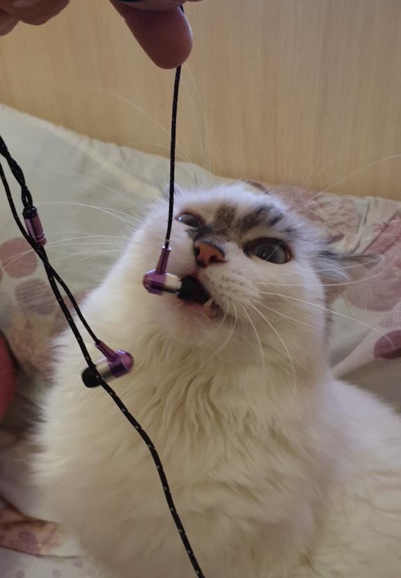 Всем кота за мой счёт. Я настаиваю