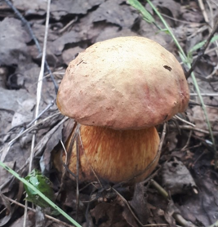 Грибной поход . День второй