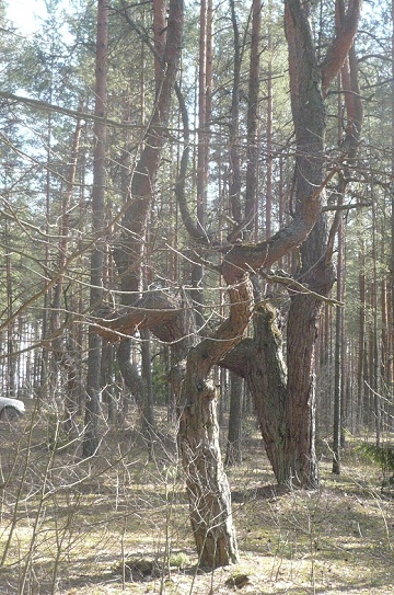 Просто моя страна, без шлака...