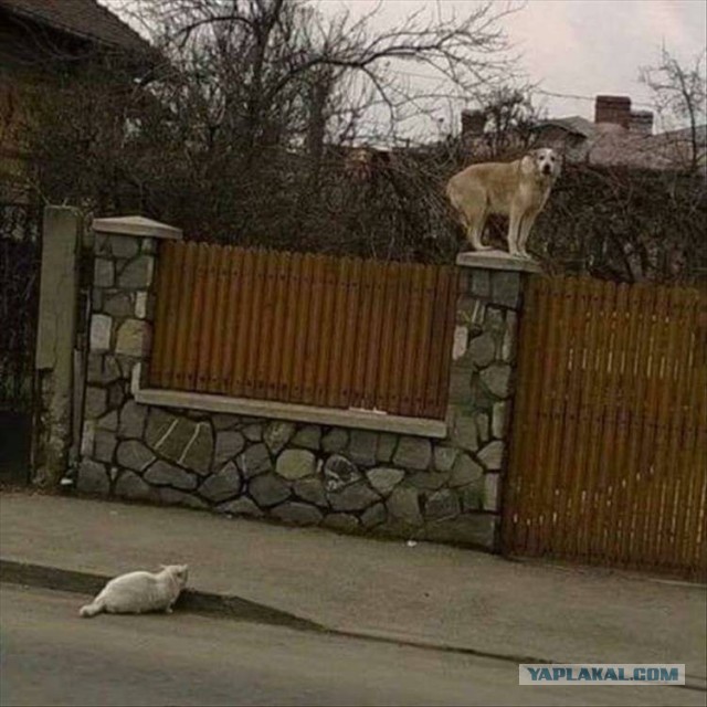 Забавные фотографии из Сети 11.11.25