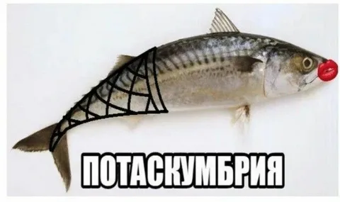 Жителю Кубани вместо скумбрии продали смертельно ядовитого иглобрюха