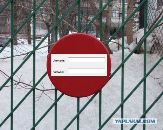 Осторожно! Смешная собака